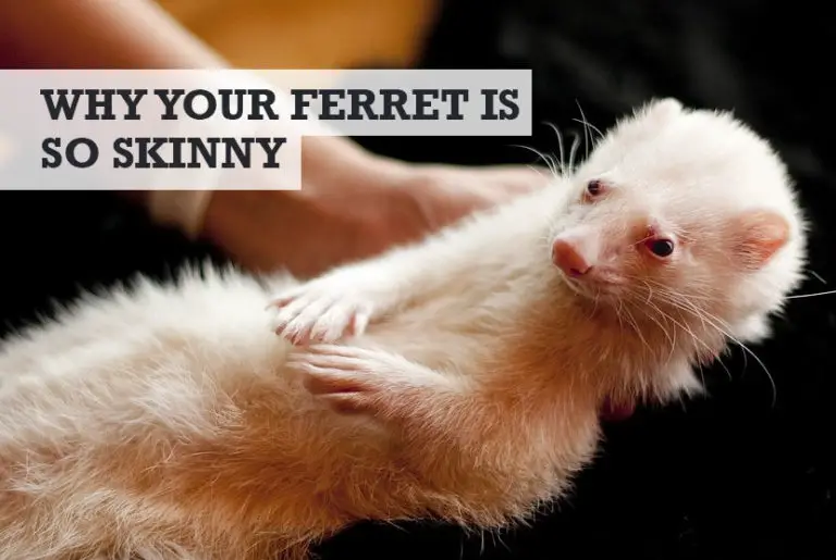 Why Is My Ferret So Skinny? (Signs of Underweight Ferret)