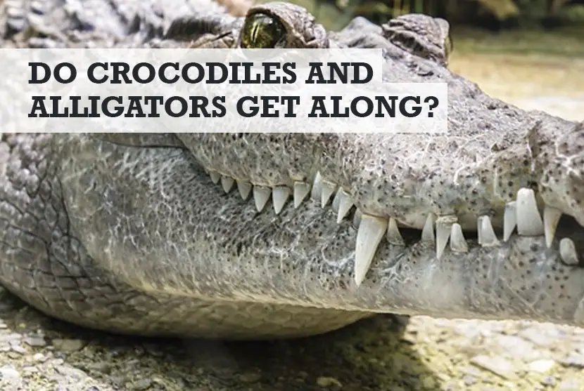Do Crocodiles and Alligators Get Along