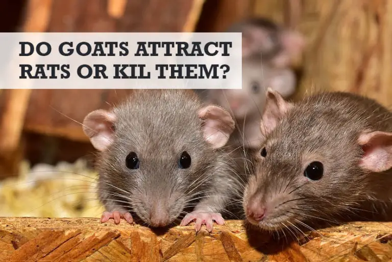 Do Goats Attract Rats? (Kill or Keep Rats Away)