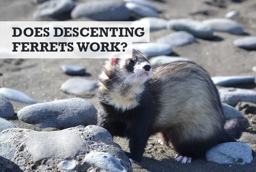 Does Descenting a Ferret Work