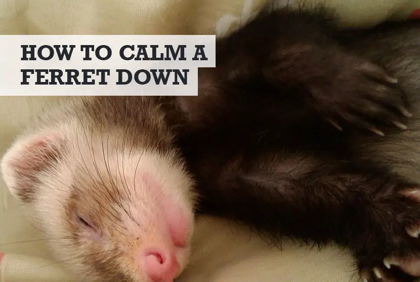 How to Calm a Ferret Down
