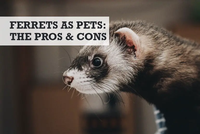 can ferrets make good pets