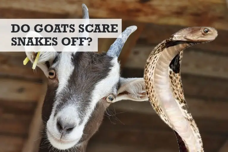 Do Goats Keep Snakes Away? (Or Scare & Kill Snakes)