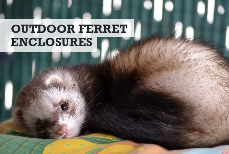 Ferret Outdoor Enclosure: [ Guide to Ferrets Living Outside ]