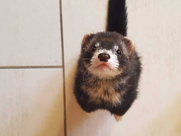 Is descenting a ferret cruel